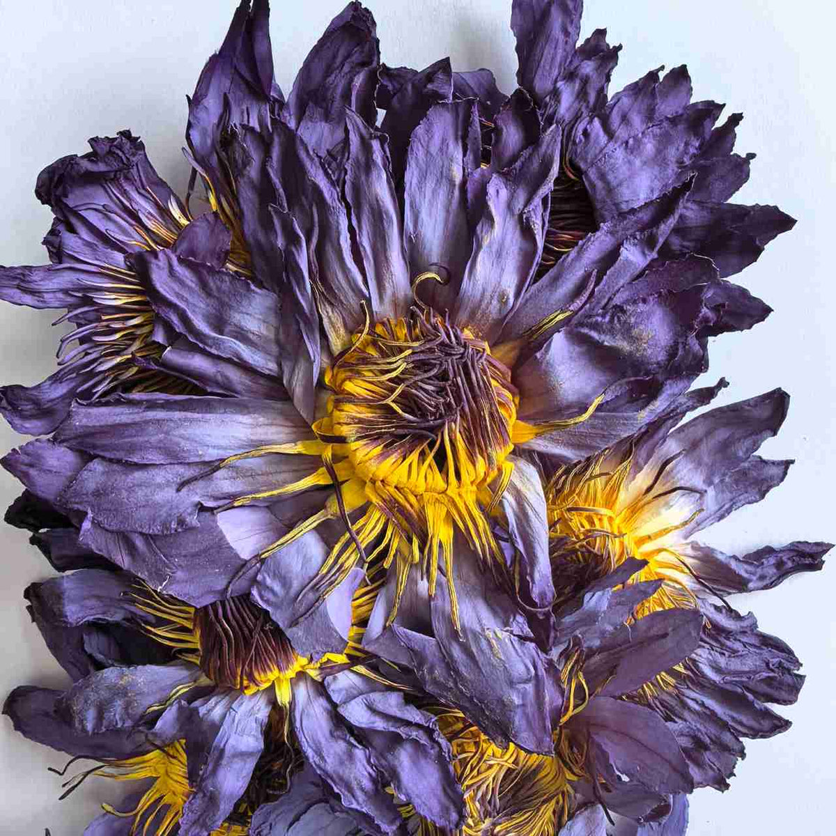 Blue Lotus Flower Dried Petals
